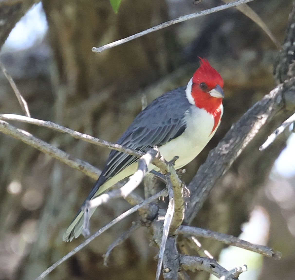 2025-03-20 Buenos Aires